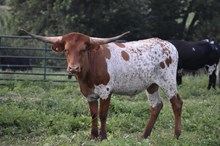 LLR Rosie ET