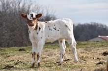 Makita heifer