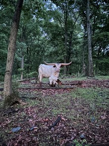 Boots bull