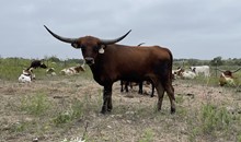 Maroon & White x Game Point Steer