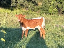 Ida bull