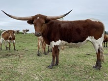 Valentine x Game Point Steer