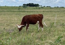 K Love x Game Point Steer