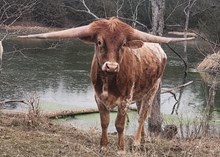 Star steer