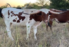 Nina Belle x Game Point Steer