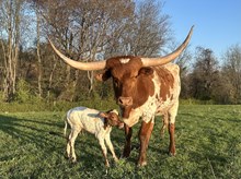 Ruby heifer
