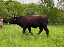 Maroon & White x Game Point Steer