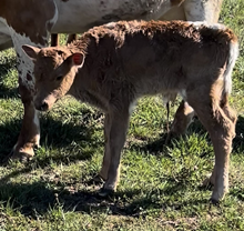 SEPTEMBER PEARLS BULL